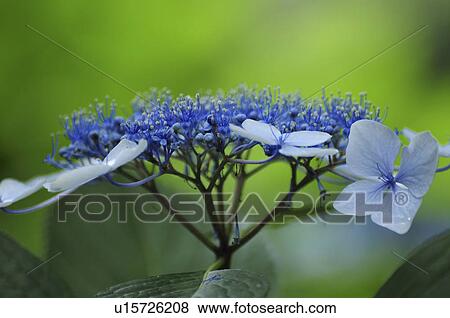 Hydrangea Flowers View Large Photo Image Stock Photo - Hydrangea Flowers. Fotosearch