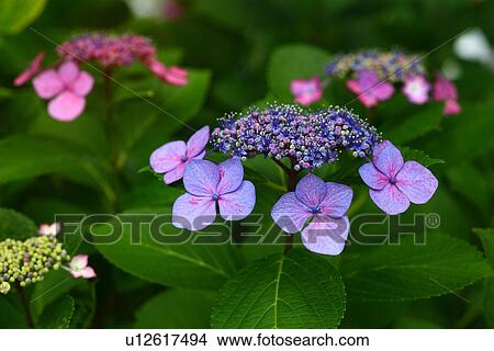 Hydrangea macrophylla View Large Photo Image Picture - Hydrangea macrophylla. Fotosearch