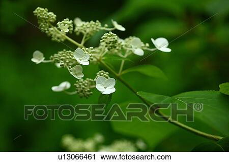 Hydrangea Paniculata View Large Photo Image Stock Image - Hydrangea Paniculata. Fotosearch