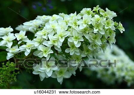 Hydrangea quereifolia View Large Photo Image Stock Image - Hydrangea quereifolia. Fotosearch