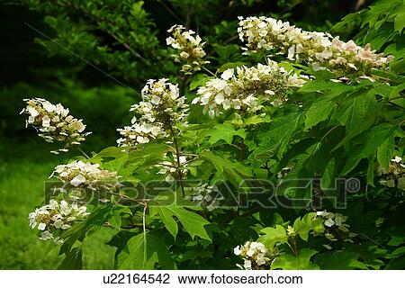 Hydrangea quereifolia View Large Photo Image Stock Image - Hydrangea quereifolia. Fotosearch
