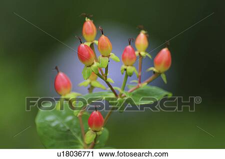 Stock Image - Hypericum Buds. Fotosearch