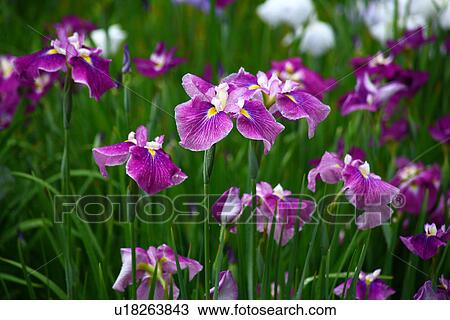 Stock Image - Iris. Fotosearch