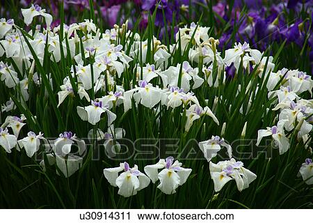 Stock Image - Iris. Fotosearch