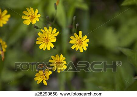 Ixeris dentata var. alpicola View Large Photo Image Stock Photo - Ixeris dentata var. alpicola. Fotosearch