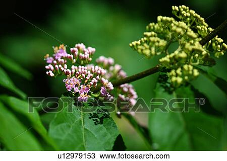 Japanese Beautyberry (Callicarpa japonica) View Large Photo Image Stock Image - Japanese Beautyberry (Callicarpa japonica). Fotosearch