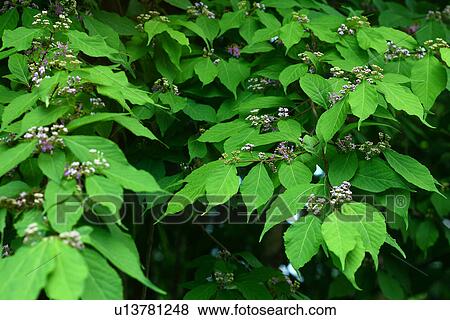 Japanese Beautyberry (Callicarpa japonica) View Large Photo Image Stock Photo - Japanese Beautyberry (Callicarpa japonica). Fotosearch