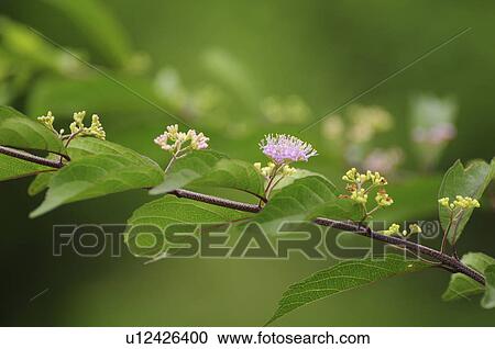 Stock Image - Japanese Beautyberry. Fotosearch