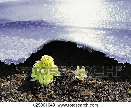 Stock Photo - Japanese Butterbur and Ice. Fotosearch