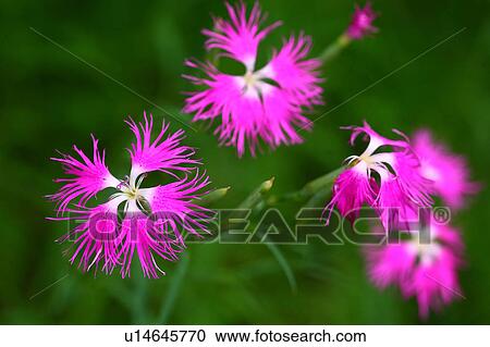 Japanese Carnation (Dianthus superbus var. longicalycinus) View Large Photo Image Stock Image - Japanese Carnation (Dianthus superbus var. longicalycinus). Fotosearch