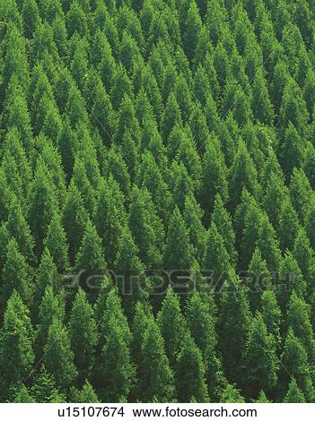 Japanese Cedar Forest View Large Photo Image Picture - Japanese Cedar Forest. Fotosearch