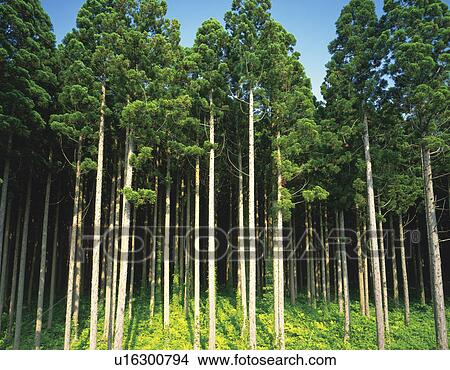 Japanese Cedar Forest View Large Photo Image Picture - Japanese Cedar Forest. Fotosearch