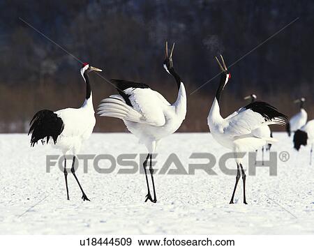 Japanese Cranes View Large Photo Image Stock Photo - Japanese Cranes. Fotosearch