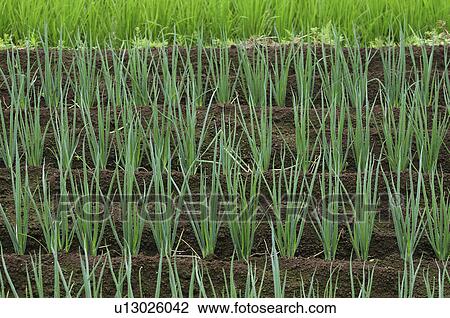Japanese Leek View Large Photo Image Stock Image - Japanese Leek. Fotosearch