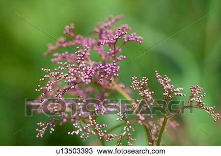 Japanese Meadowseet View Large Photo Image Stock Image - Japanese Meadowseet. Fotosearch