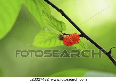 Stock Image - Japanese Paper Mulberry. Fotosearch