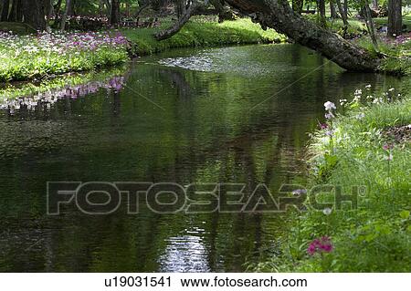 Japanese Primrose Growing by Stream View Large Photo Image Stock Image - Japanese Primrose Growing by Stream. Fotosearch