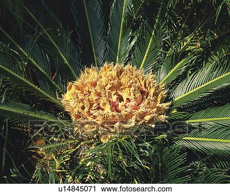 Japanese Sago Palm View Large Photo Image Stock Image - Japanese Sago Palm. Fotosearch