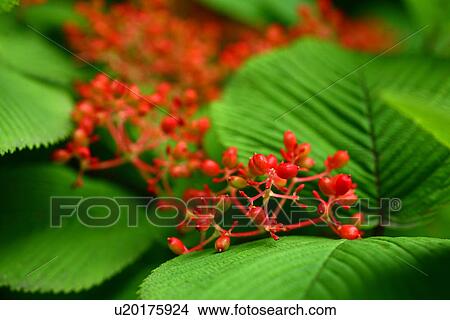 Japanese Snowball Bush (Viburnum plicatum var. tomentosum) View Large Photo Image Picture - Japanese Snowball Bush (Viburnum plicatum var. tomentosum). Fotosearch