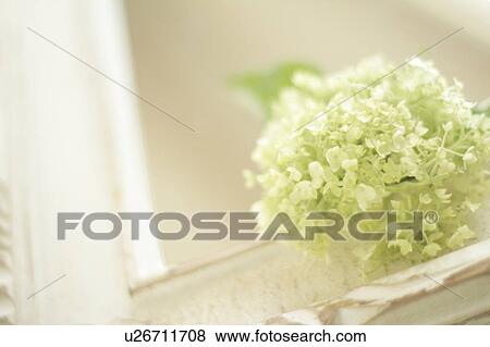 Stock Photo - Japanese Snowball. Fotosearch