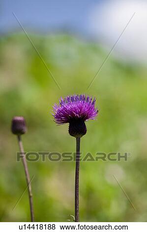 Stock Photo - Japanese Thistle. Fotosearch