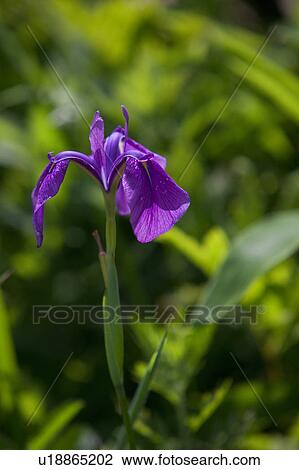 Stock Image - Japanese Water Iris. Fotosearch