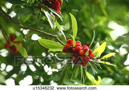 Stock Image - Japanese yamamomo (Myrica rubra). Fotosearch
