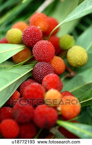 Stock Image - Japanese yamamomo (Myrica rubra). Fotosearch