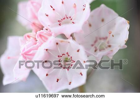 Kalmia Flowers View Large Photo Image Stock Photo - Kalmia Flowers. Fotosearch