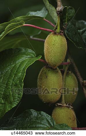 Kiwi Fruits View Large Photo Image Stock Image - Kiwi Fruits. Fotosearch