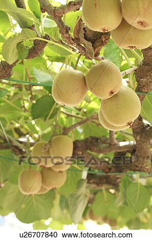 Kiwi Fruits View Large Photo Image Stock Image - Kiwi Fruits. Fotosearch
