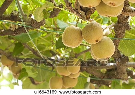 Stock Photo - Kiwi Fruits. Fotosearch
