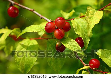 Korean cherry (Prunus japonica) View Large Photo Image Stock Photograph - Korean cherry (Prunus japonica). Fotosearch