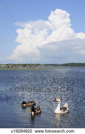 Lake Inba View Large Photo Image Stock Image - Lake Inba. Fotosearch