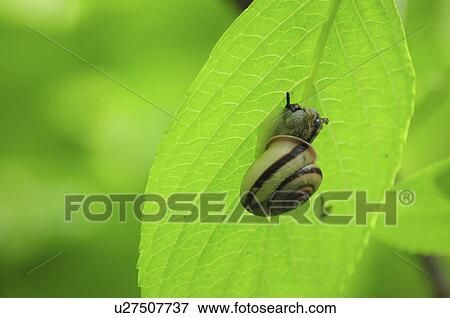 Land Snail on Leaf View Large Photo Image Stock Photo - Land Snail on Leaf. Fotosearch