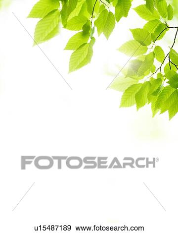 Leaves View Large Photo Image Stock Photo - Leaves. Fotosearch