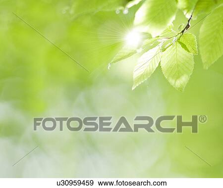 Leaves View Large Photo Image Stock Photo - Leaves. Fotosearch