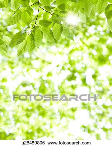Leaves View Large Photo Image Stock Photograph - Leaves. Fotosearch