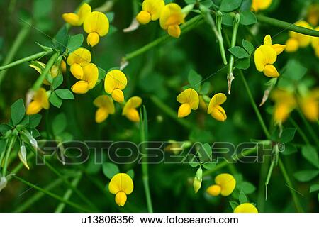 Lotus japonicus View Large Photo Image Stock Photograph - Lotus japonicus. Fotosearch