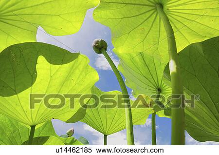 Lotus Water Lily View Large Photo Image Stock Photography - Lotus Water Lily. Fotosearch