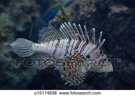 Stock Photo - Luna Lionfish. Fotosearch