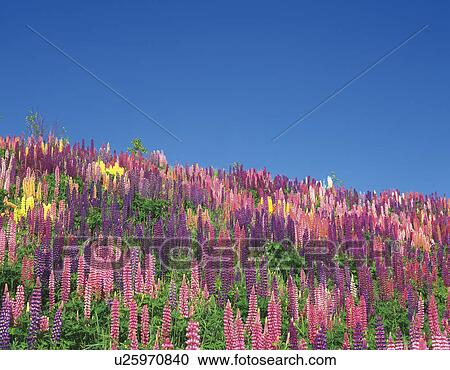 Stock Image - Lupine Flowers and Clear Blue Sky. Fotosearch