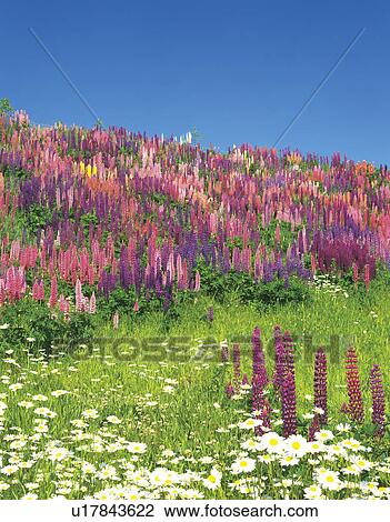 Stock Image - Lupine Flowers. Fotosearch