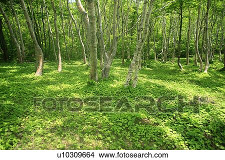 Lush Undergrowth View Large Photo Image Picture - Lush Undergrowth. Fotosearch