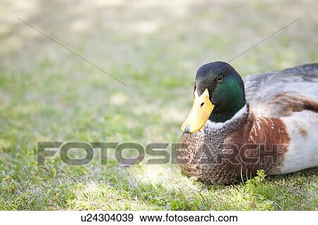 Mallard Duck View Large Photo Image Stock Photo - Mallard Duck. Fotosearch