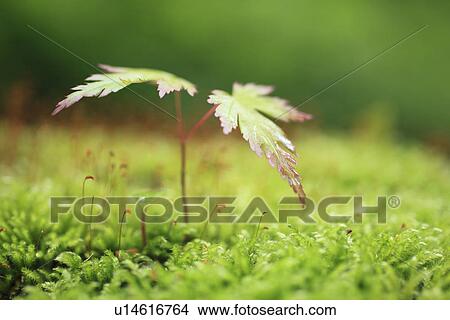 Picture - Maple Seedling and Moss. Fotosearch