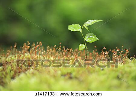Stock Image - Maple Seedling and Moss. Fotosearch