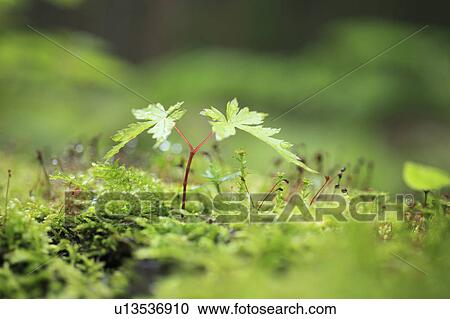 Stock Image - Maple Seedling. Fotosearch