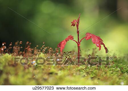 Maple Seedling View Large Photo Image Stock Image - Maple Seedling. Fotosearch