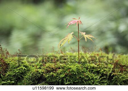Maple Seedling View Large Photo Image Stock Photo - Maple Seedling. Fotosearch